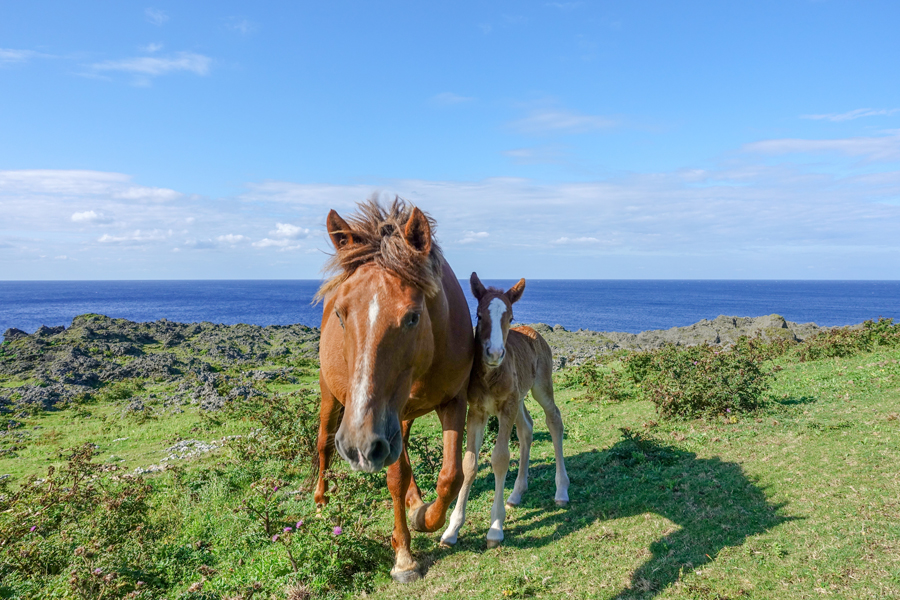 親子の馬